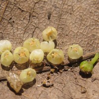 Donella lanceolata (Blume) Aubrév.